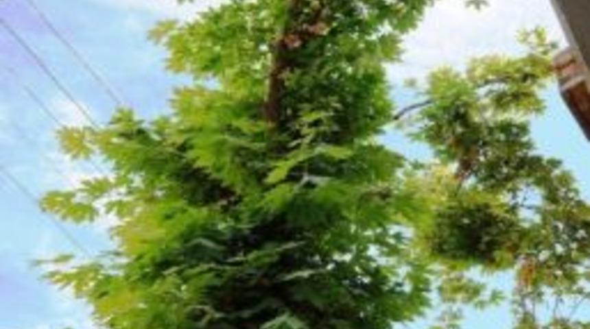 &Ccedil;ınar Ağacı Yaşam M&uuml;cadelesi Veriyor