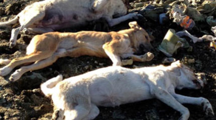 Erzurum'da k&ouml;pek katliamı