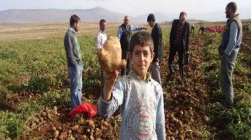 G&uuml;roymak&rsquo;ta Patates Hasadı Devam Ediyor