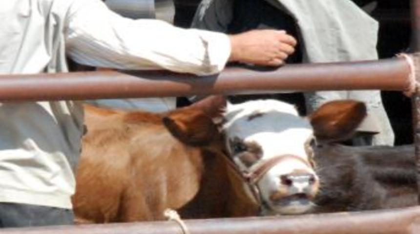 Kurban Bayramı&rsquo;nda Toplam 2 Milyon 684 Bin 17 Hayvan Kurban Edildi