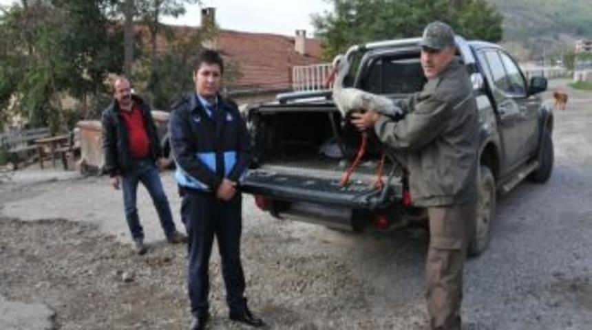 Yaralı Leyleğe &Ccedil;an Belediyesi Sahip &Ccedil;ıktı