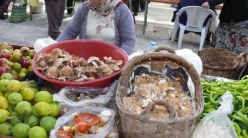 &Ccedil;atalzeytin&rsquo;de Mantar Ş&ouml;leni