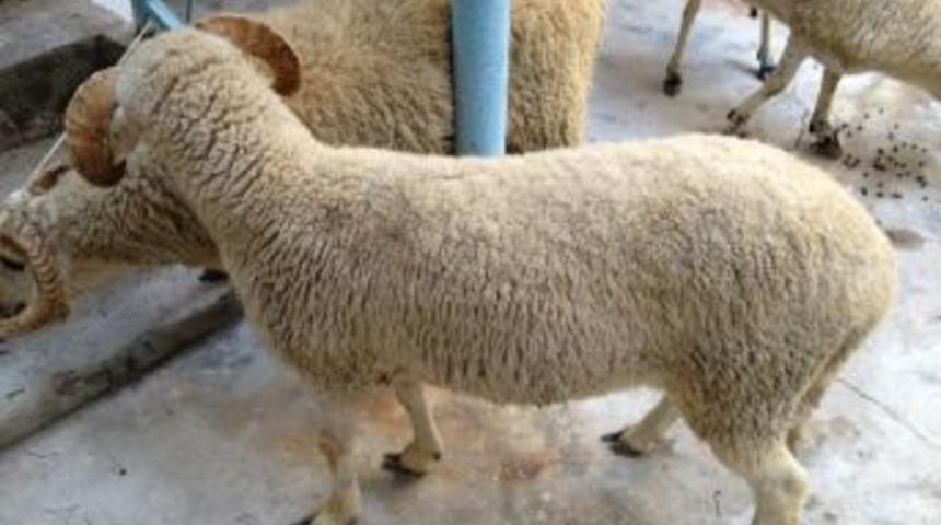 Akhisar&rsquo;da Kurban Bayramı'nda 17 Bin 34 Hayvan Kesildi