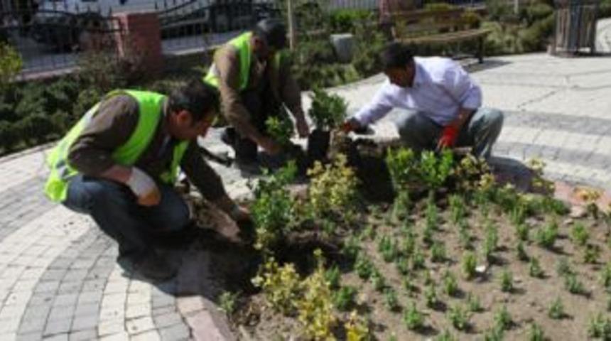 Sonbahar Bitkileri Dikiliyor