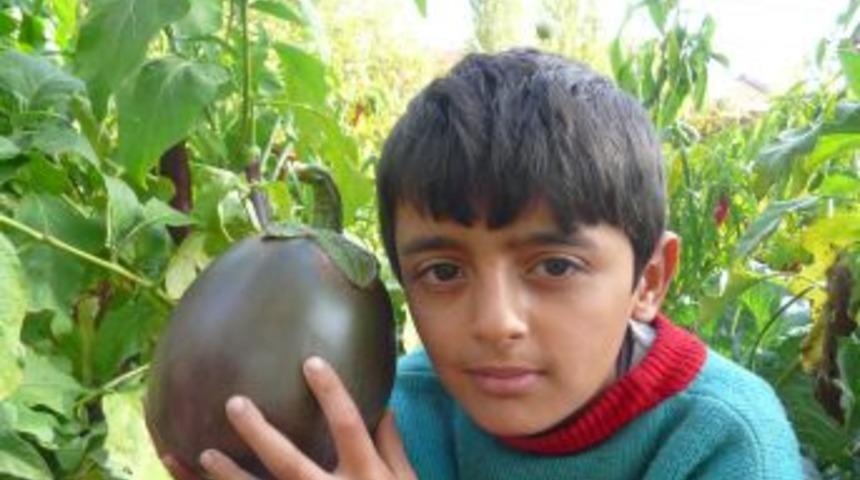 Yaklaşık Bir Bu&ccedil;uk Kiloluk Patlıcan Yetiştirdi