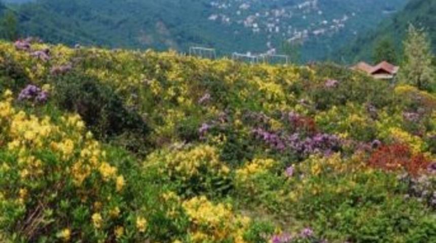 Giresun&rsquo;da Yama&ccedil; Paraş&uuml;t&uuml; İ&ccedil;in Alan Taraması Yapıldı