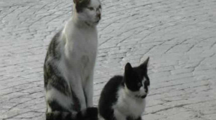 Ak&ccedil;akoca&rsquo;daki Hayvan Barınağı Karantinaya Alındı