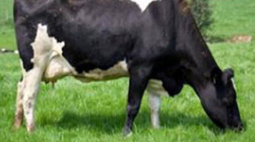 İnek sahibini &ouml;ld&uuml;rd&uuml;