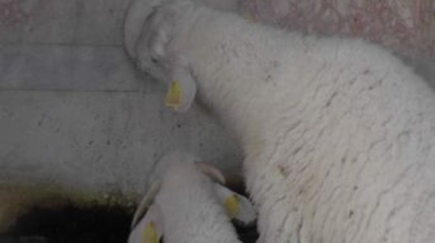 Akan &Ccedil;eşmeden Su İ&ccedil;en Koyunlar G&ouml;renleri Şaşırtıyor