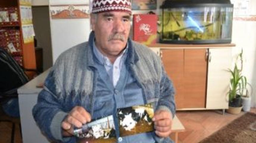 Elektrik Akımına Kapılan Altı İnek Telef Oldu