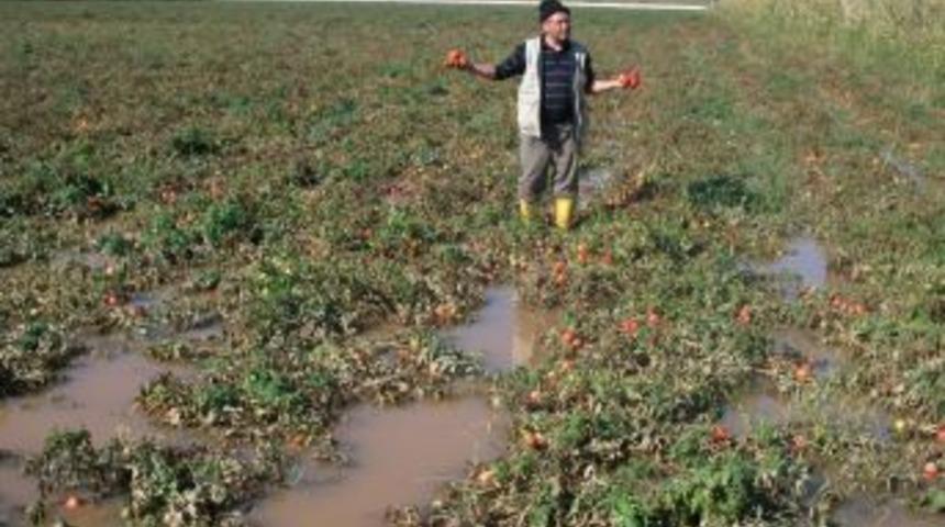 &Ccedil;anakkale&rsquo;de Domates Tarlaları Su Altında Kaldı, Ke&ccedil;iler Telef Oldu