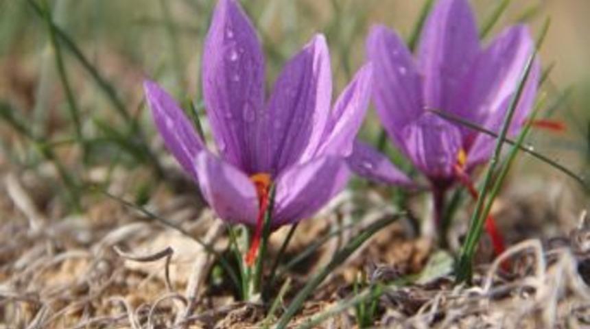 'mucize Bitki' Safranın Hasadı D&uuml;zenlenen T&ouml;renle Başladı