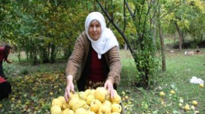 Erzurum&rsquo;da Ayva Hasadı Başladı