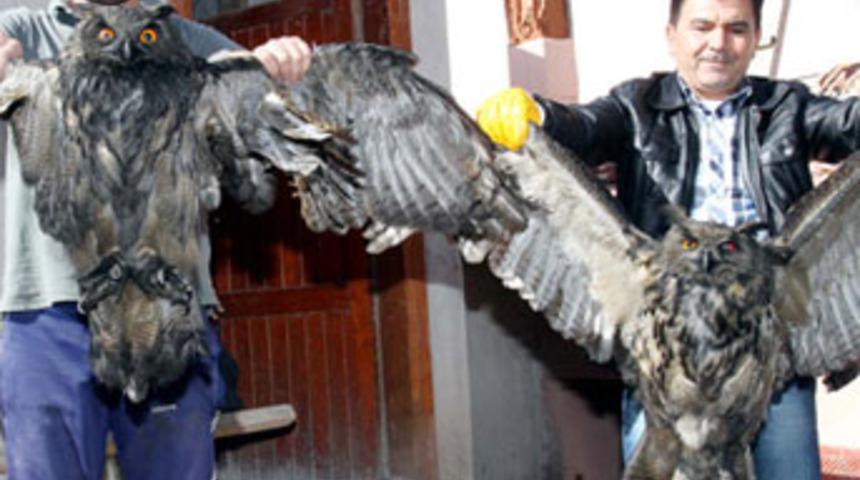 Bacada davetsiz misafir!