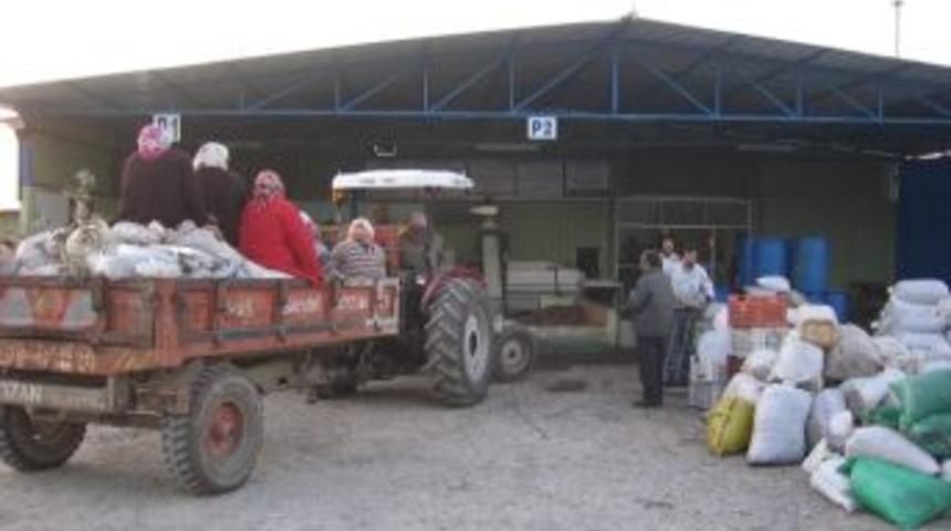 Erzin&rsquo;de Zeytin Hasadı Başladı