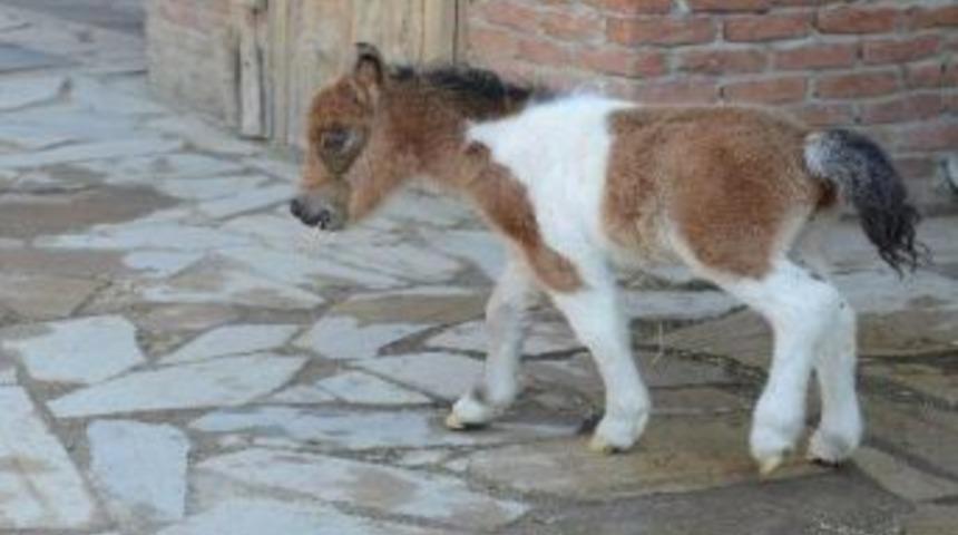 İzmir Doğal Yaşam Parkı, Minik Tay Ile Şenlendi