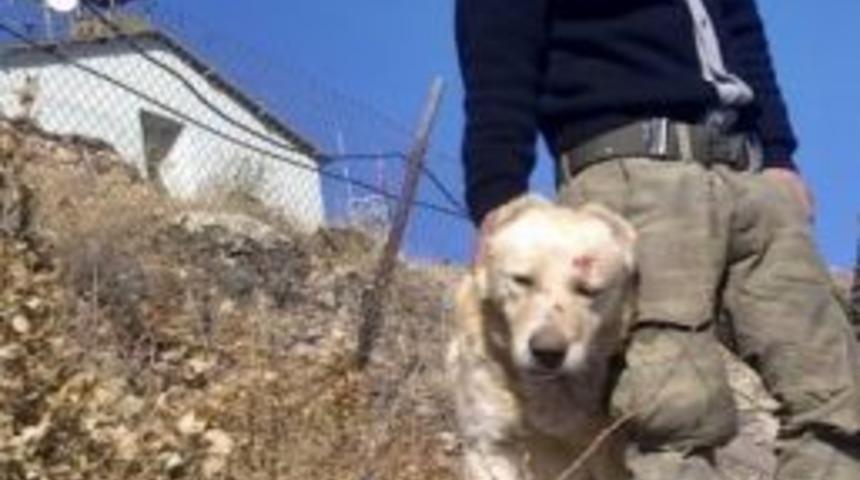 Ağaca &Ccedil;arpan Otomobilin S&uuml;r&uuml;c&uuml;s&uuml; Hastanede &Ouml;ld&uuml;