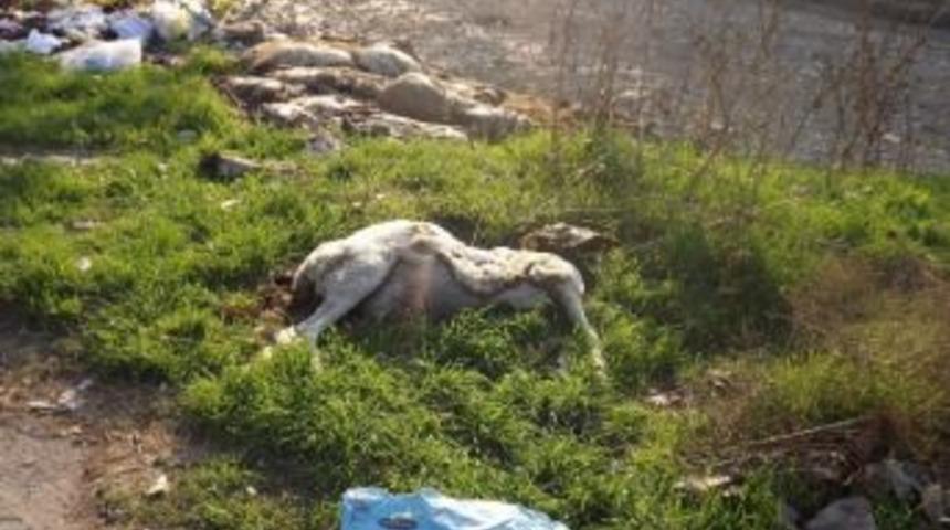 &ldquo;deli&ccedil;ay &Ccedil;evreye K&ouml;t&uuml; Koku Salıyor&rdquo;