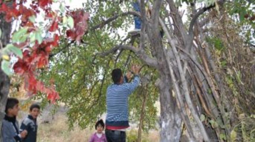 Tatvan&rsquo;da Kışlık Elmalar Toplanmaya Başlandı