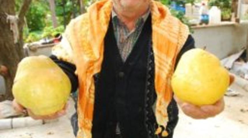 Yenık&ouml;y&rsquo;&uuml;n Dev Armutları