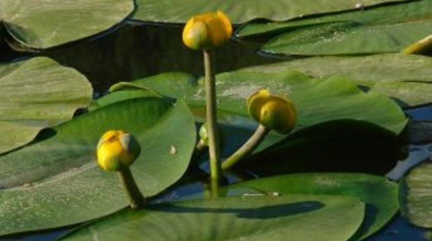 &Ouml;ğretim G&ouml;revlisi Kendini Kelebeklere Adadı
