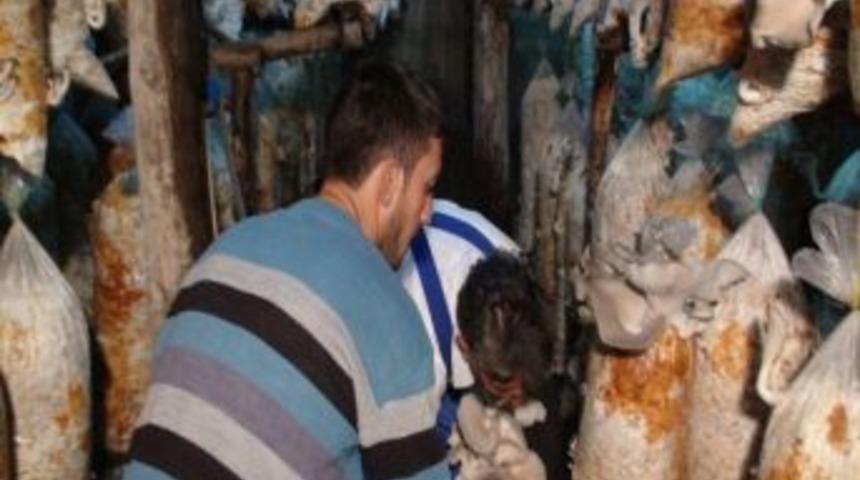 Gediz'de İstiridye Mantarı Yetiştiriciliği Yaygınlaşıyor