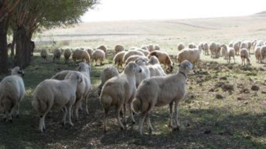 Bin 250 Liraya &Ccedil;alışacak &Ccedil;oban Aranıyor