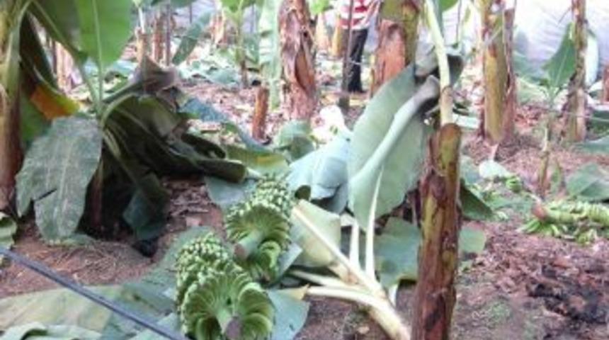 Bozyazı&rsquo;da Muz Serası Tahrip Edildi