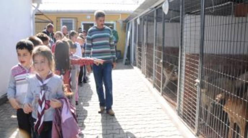 Minik Izciler Hayvan Barınağını Gezdi