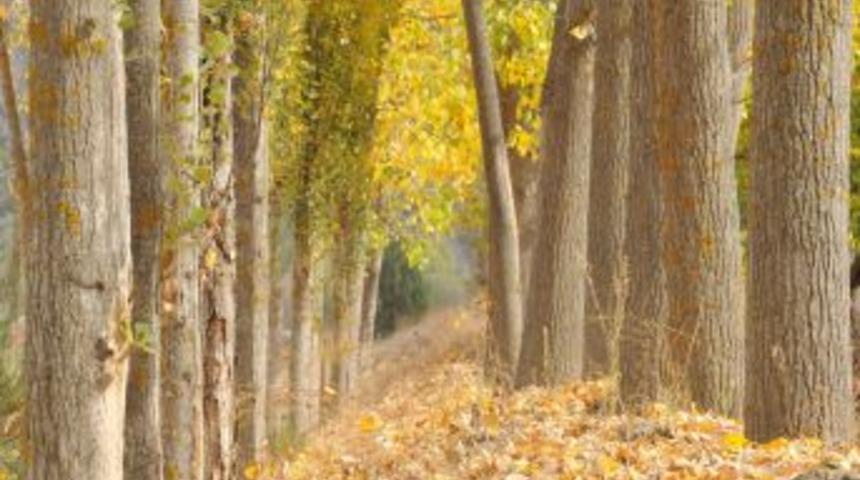 D&ouml;k&uuml;len Yapraklar Sonbaharın H&uuml;zn&uuml;n&uuml; Yansıtıyor