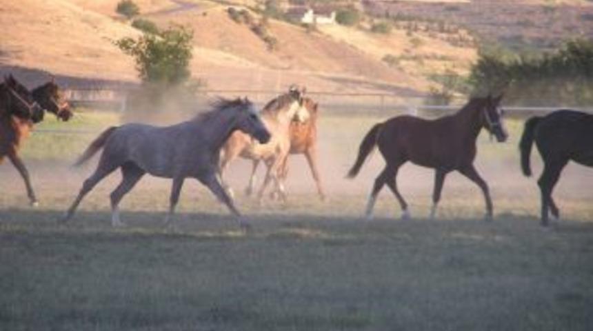 14 Arap Yarış Atı A&ccedil;ık Arttırmayla Satılacak