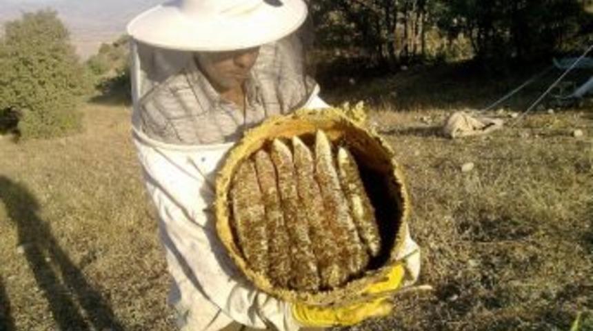 Yerli Arı Irkıyla Anzer Balı &Uuml;retti