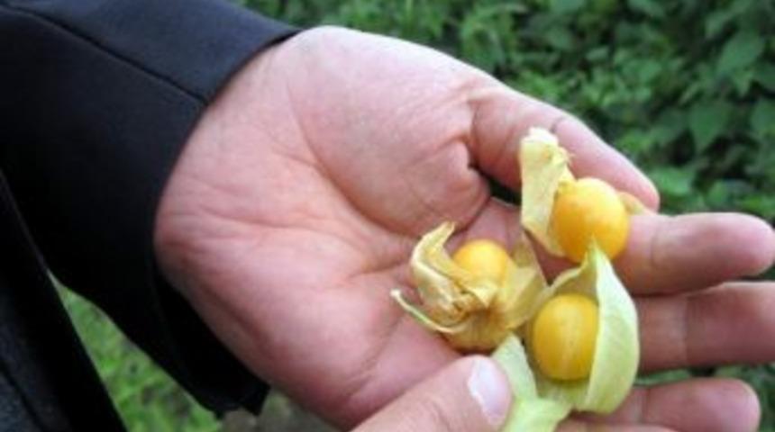 Suşehri&rsquo;nde Altın &Ccedil;ilek Yetişti