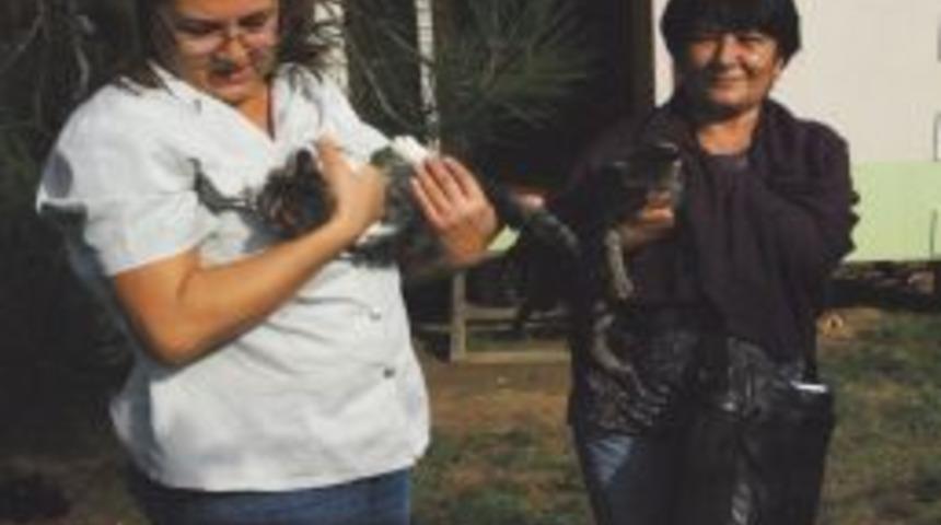 İstanbul'dan Getirilen 12 Yavru Kedi, Barınağa Teslim Edildi