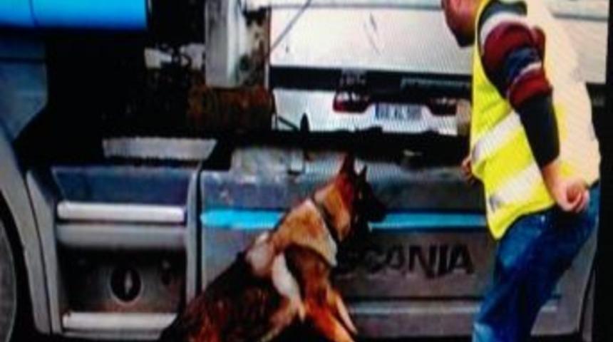 Tır'daki Uyuşturucuyu &lsquo;ece&rsquo; Buldu
