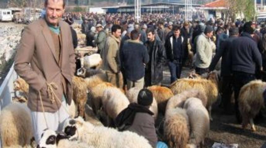 Havran&rsquo;da 'koyun - Ke&ccedil;i &Ccedil;i&ccedil;eği Hastalığı' Paniği