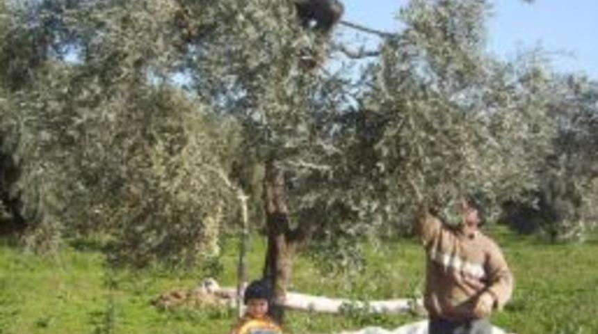 Chp Milletvekili T&uuml;reli, Zeytinyağındaki Krizi Başbakan&rsquo;a Sordu