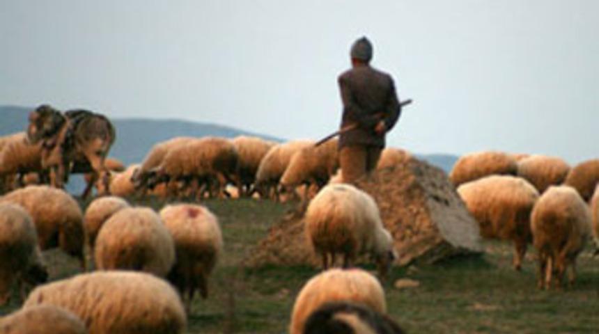 Koçun boynuz darbeleriyle öldü