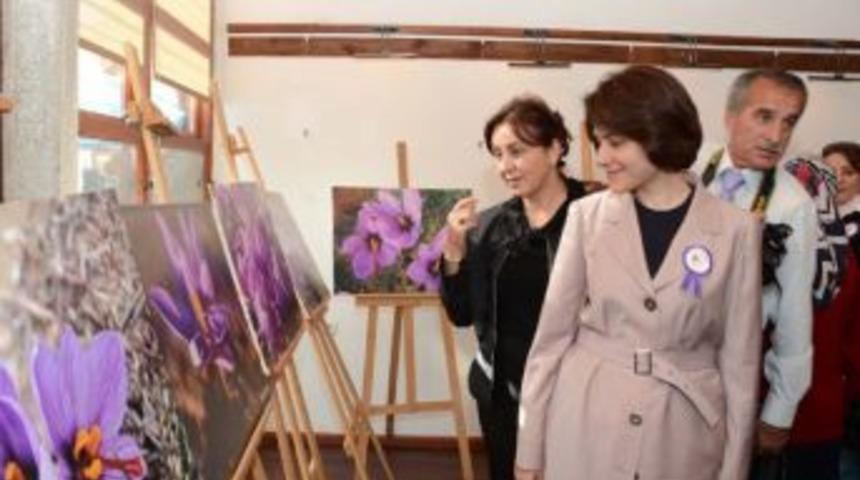 Safran Hasadı Başladı