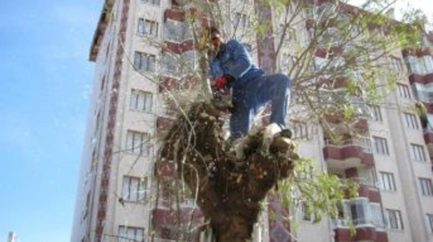 Sorgun&rsquo;da Bulvardaki Ağa&ccedil;ların Kesilmesine Vatandaştan Tepki Geldi