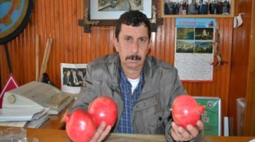 İhracat Durdu, T&uuml;rkiye 'nar'a Doydu