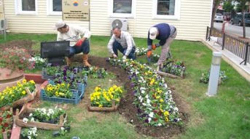 Hayrabolu Belediyesinden Yeşil Alanlara 6 Bin Adet Menekşe