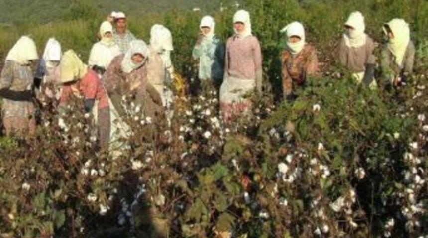 Fiğ Bitkisi İle Yeşil G&uuml;breleme Pamukta Verimi Artırıyor