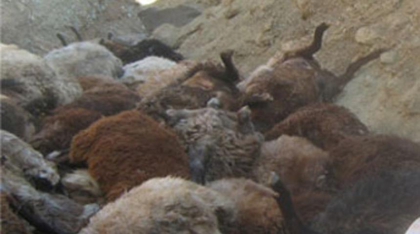 200 koyun u&ccedil;urumdan atladı