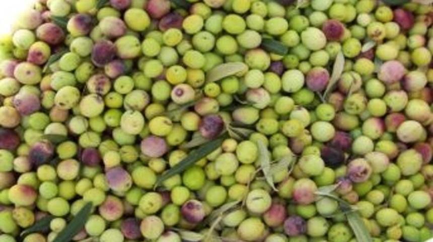 Mut&rsquo;ta Zeytin &Uuml;reticisi Emeğinin Karşılığını Alıyor
