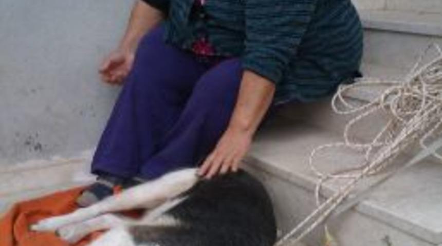 Kemoterapi Tedavisi G&ouml;ren Sokak K&ouml;peği Iyileşti