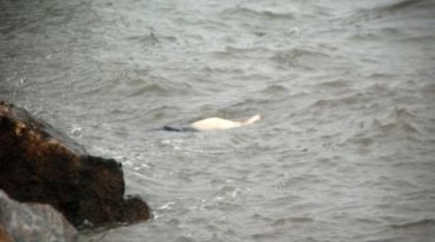 Yalova'da Denizde Ceset Bulundu