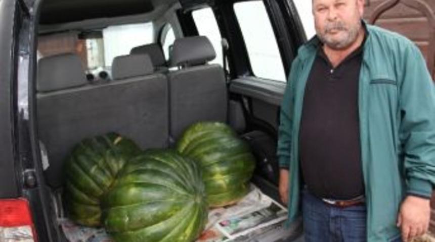 90 Kiloluk Kabak Şaşırtıyor