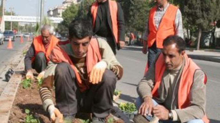 Şanlıurfa, Ekilecek 500 Bin &Ccedil;i&ccedil;ekle G&uuml;zelleşecek