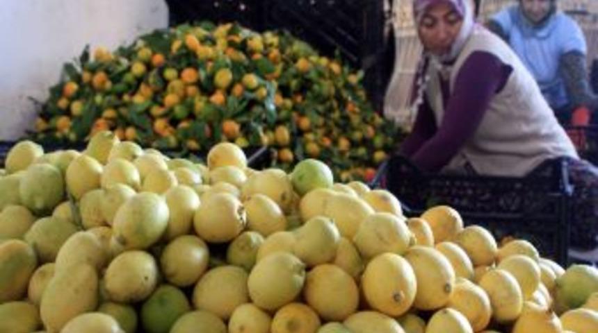 Narenciye &Uuml;reticisi Havaların Soğumasını Bekliyor